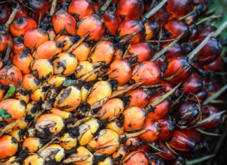 Reunión de productores latinoamericanos de aceite de palma e importadores de EEUU en Miami