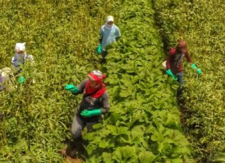 Cohep advierte riesgo de perder 100 mil empleos en la zona sur