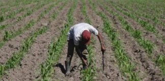 Anuncian creación de Agrosupro para bajar precio de insumos agrícolas