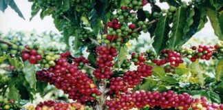 Ihcafé socializa estrategia para reconvertir 250 mil manzanas de café