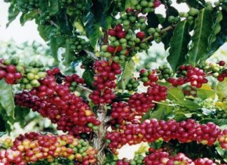 Ihcafé socializa estrategia para reconvertir 250 mil manzanas de café