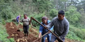 Hondureñas de etnia lenca recogen su primera cosecha de papa orgánica con apoyo de España