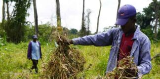 La Mosquitia: región hondureña que mitiga pobreza con agricultura sostenible y ancestral