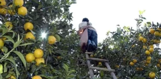 Grave escasez de naranjas en Honduras