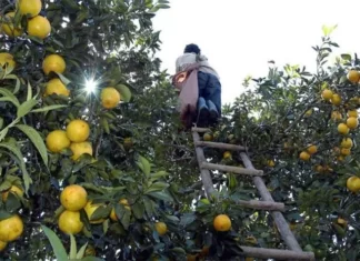 Grave escasez de naranjas en Honduras