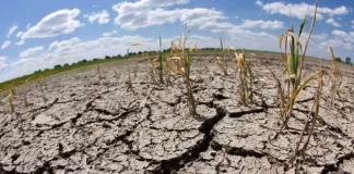 La sequía y las altas temperaturas ponen en peligro la producción de alimentos en Honduras