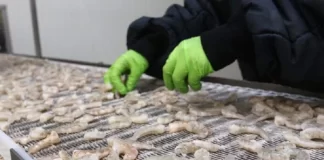 Camarón se está vendiendo por la mitad del precio que daba Taiwán