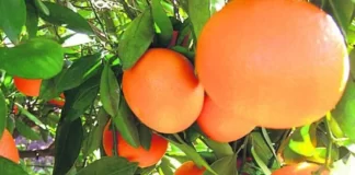 La cosecha de cítricos de Florida es la menor en casi 100 años por enfermedad y huracanes