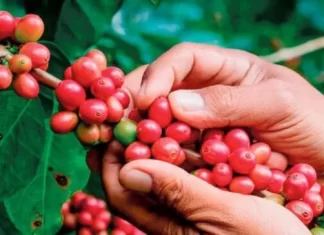 Sequía afectará próxima cosecha de café, según proyecciones de IHCAFE