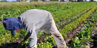 Total desconocimiento alegan productores al inicio de negociaciones de TLC con China