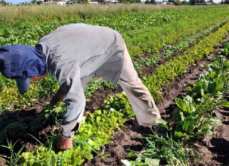 Total desconocimiento alegan productores al inicio de negociaciones de TLC con China