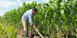 Productores deben alejar preocupación ante TLC entre Honduras y China, dice funcionario de agricultura