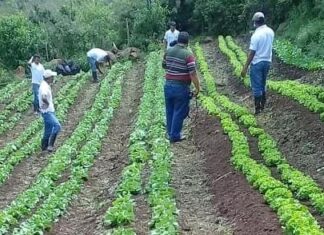 Productores de hortalizas preocupados por falta de mano de obra y financiamiento