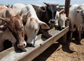 México refuerza acciones en fronteras, puertos y aduanas ante amenaza de gusano barrenador