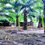 invasion-de-fincas-696×480