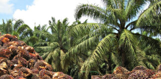 Hongo PC afecta 45 % de producción de Palma Africana en Honduras