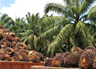 Hongo PC afecta 45 % de producción de Palma Africana en Honduras