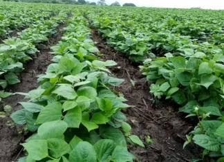 Productores están en incertidumbre para siembra de postrera, por falta de lluvias