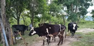 Ganaderos piden seguridad jurídica para frenar amenaza de invasiones