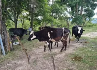 Ganaderos piden seguridad jurídica para frenar amenaza de invasiones