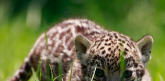 Expertos denuncian que muro fronterizo amenaza migración del jaguar entre México y EEUU