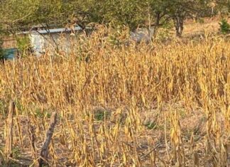 Producción de maíz será menor en tres millones de quintales, señala productor