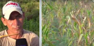 Pérdidas por sequía registran productores de maíz en Choloma