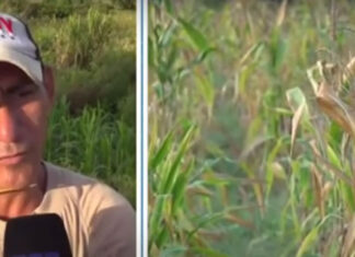 Pérdidas por sequía registran productores de maíz en Choloma