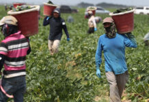 Política migratoria de Trump tiene en jaque a granjas, fábricas y construcciones en EEUU