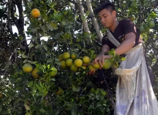 Conflictos en aduanas y visados dejan pérdidas millonarias en los productores
