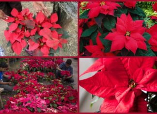 Emprendedores inundan la capital con tradicional flor de Pascua