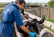 Casa Blanca lanza falsa narrativa antimigrantes al acusarlos de «traer su ganado enfermo»