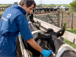 Casa Blanca lanza falsa narrativa antimigrantes al acusarlos de «traer su ganado enfermo»