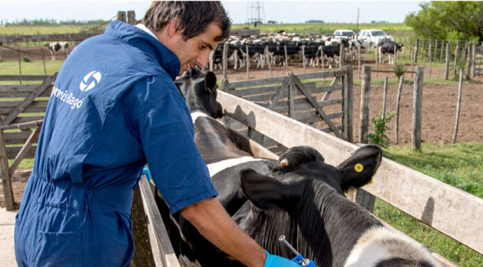Casa Blanca lanza falsa narrativa antimigrantes al acusarlos de «traer su ganado enfermo»