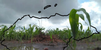 Lluvias, necesarias y letales para cultivos de Honduras