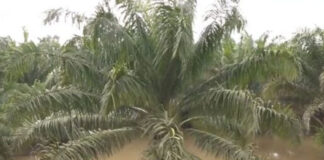 Fincas de palma africana permanecen anegadas en Choloma