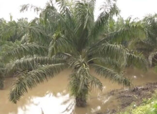 Fincas de palma africana permanecen anegadas en Choloma
