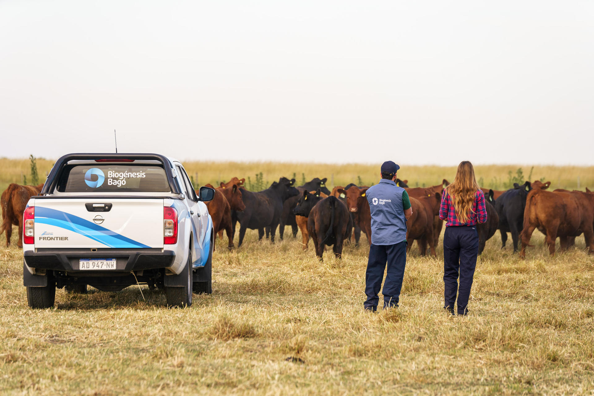 Fotografía cedida por Biogénesis Bagó donde se observa a unos trabajadores mientras observan al ganado, en Argentina. EFE/ Biogénesis Bagó/ Kino Vobio
