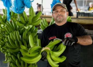 Disminuye en 60 % las áreas cultivadas de banano en Honduras
