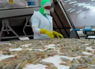 Honduras tiene vía libre para exportar camarón a China a cero arancel: Fredis Cerrato