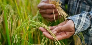 Productores informan que déficit de arroz será histórico, de 4.5 millones de quintales