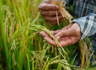 Productores informan que déficit de arroz será histórico, de 4.5 millones de quintales