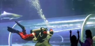 Papá Noel se da un chapuzón entre tiburones en Río de Janeiro