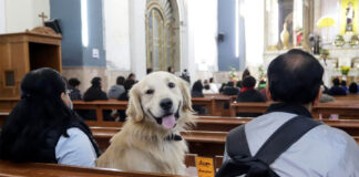 Mascotas mexicanas reciben la bendición de San Antonio Abad para tener muchos años de vida