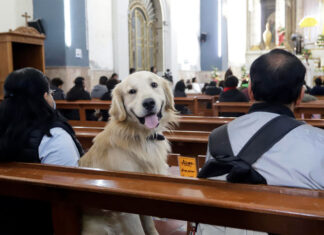Mascotas mexicanas reciben la bendición de San Antonio Abad para tener muchos años de vida
