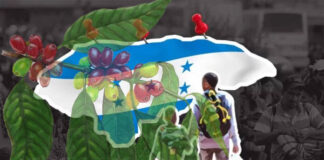 Empresario expone la falta de mano de obra como principal reto de caficultura hondureña