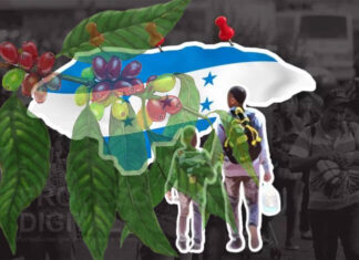 Migración, el “Talón de Aquiles” de caficultura en Honduras