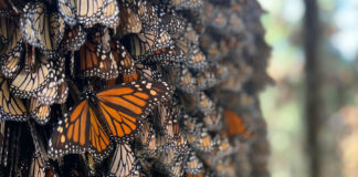 La Gran Migración del Serengueti, una fuente de historias dignas de Hollywood