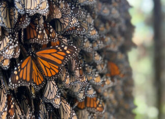 La Gran Migración del Serengueti, una fuente de historias dignas de Hollywood