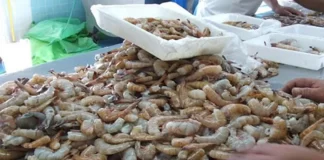 Solo Sinaloa cerró mercado a camarón hondureño, dice ministro de Presidencia